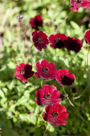 Cosmos atrosanguineus - P9 - image 1
