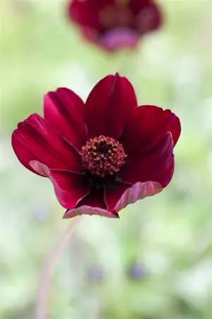 Cosmos atrosanguineus - P9 - image 4