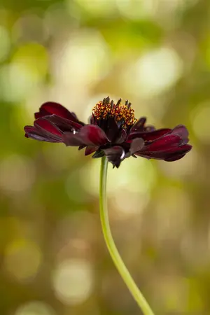 Cosmos atrosanguineus - 1.5 Ltr pot - image 5