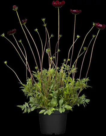 Cosmos atrosanguineus - P9 - image 3