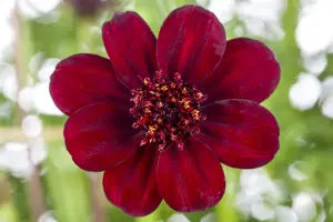 Cosmos atrosanguineus - P9 - image 2