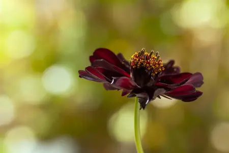 Cosmos atrosanguineus - P9 - image 5