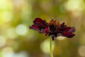 Cosmos atrosanguineus - P9 - image 5