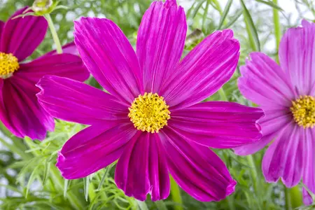 Cosmos pink - 2 Ltr pot
