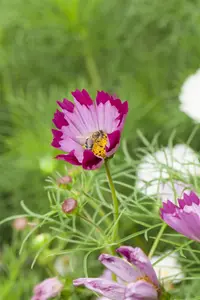 Cosmos red - 2 Ltr pot - image 2