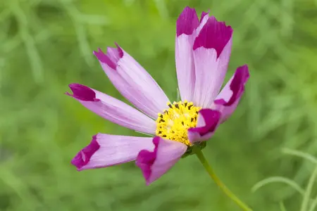 Cosmos red - 2 Ltr pot - image 1