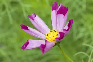 Cosmos red