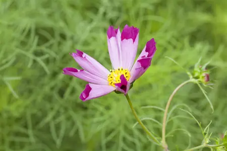 Cosmos red - 2 Ltr pot - image 3