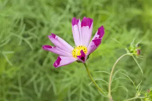 Cosmos red - 2 Ltr pot - image 3