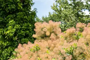 Cotinus cog. 'Flamissio' - 100-125 CM C20 - image 4