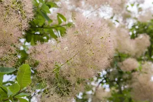 Cotinus cog. 'Flamissio'