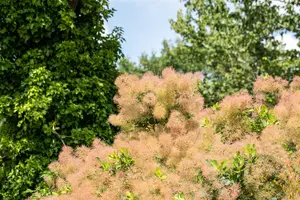 Cotinus cog. 'Flamissio' - 25-30 CM C2 - image 4