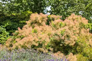 Cotinus cog. 'Flamissio' - 25-30 CM C2 - image 5