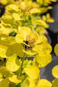 Cotinus cog. 'Golden Lady' - 30-40 CM C3 - image 4