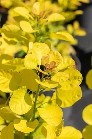 Cotinus cog. 'Golden Lady' - 125-150 CM C50 - image 4