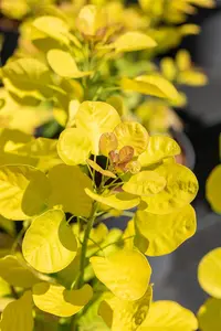 Cotinus cog. 'Golden Lady' - 40-60 CM C3 - image 3