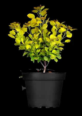 Cotinus cog. 'Golden Lady' - 80-100 CM C7.5 - image 1