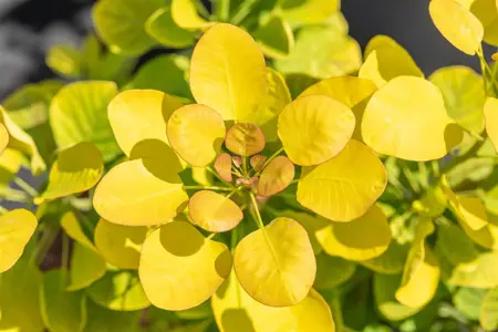 Cotinus cog. 'Golden Lady' - 30-40 CM C3 - image 2