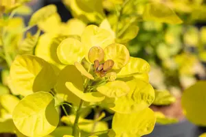 Cotinus cog. 'Golden Lady' - 125-150 CM C50 - image 3