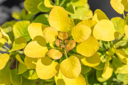 Cotinus cog. 'Golden Lady' - 7.5 Ltr pot - image 1