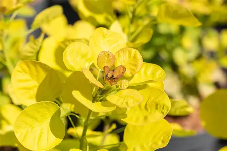 Cotinus cog. 'Golden Lady' - 40-60 CM C3 - image 2