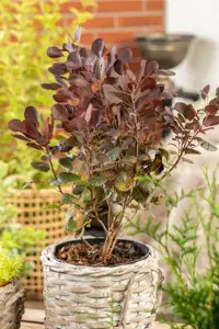 Cotinus cog. 'Lilla'? - 40-50 CM C5 - image 5