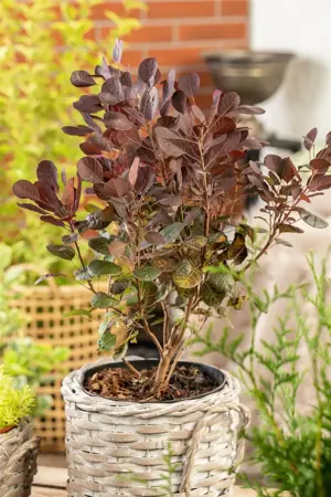 Cotinus cogg. 'Lilla'? - LINERS 18 CEL TRAY P9 SIZE - image 5
