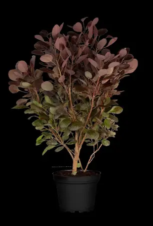 Cotinus cogg. 'Lilla'? - LINERS 18 CEL TRAY P9 SIZE - image 3