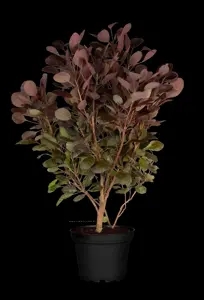 Cotinus cogg. 'Lilla'? - LINERS 18 CEL TRAY P9 SIZE - image 3
