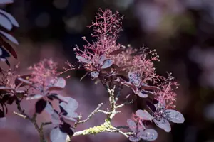 Cotinus cogg. 'Lilla'? - LINERS 18 CEL TRAY P9 SIZE - image 2