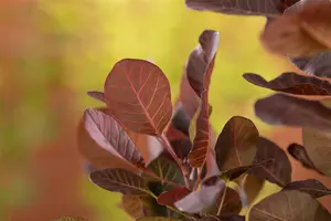 Cotinus cog. 'Lilla'? - 30-40 CM C2 - image 2
