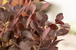 Cotinus cog. 'Lilla'? - 30-40 CM C2 - image 4