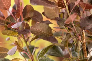Cotinus cog. 'Lilla'? - 50-60 CM C5 - image 5