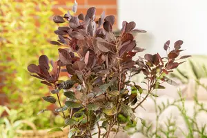 Cotinus cog. 'Lilla'? - 40-50 CM C10 - image 4