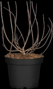 Cotinus cogg. 'Lilla'?