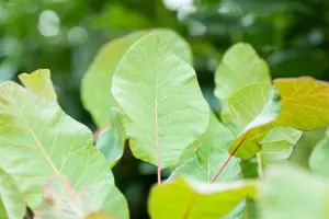 Cotinus cog. 'Old Fashioned'? - 40-60 CM C7.5