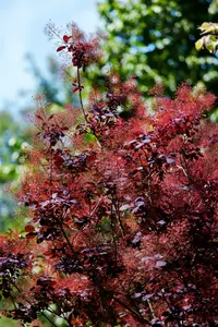 Cotinus cogg. 'Royal Purple' - MULTISTEM 175-200 CM C20 - image 5