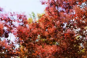 Cotinus cogg. 'Royal Purple' - 60-70 CM C7.5 - image 4
