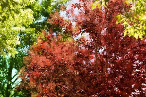 Cotinus cogg. 'Royal Purple' - 150-175 CM C35 - image 1