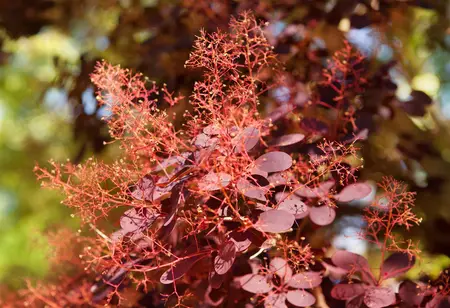 Cotinus cog. 'Royal Purple' - 60-80 CM C20 - image 2