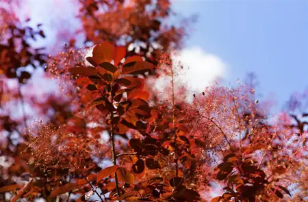 Cotinus cog. 'Royal Purple' - 175-200 CM RB - image 3
