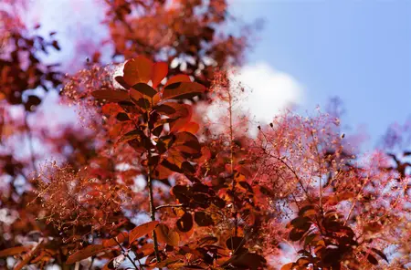 Cotinus cog. 'Royal Purple' - 40-50 CM C4.5 - image 3