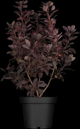 Cotinus cog. 'Royal Purple' - 30-40 CM C2 - image 5