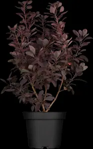 Cotinus cogg. 'Royal Purple' - 150-175 CM C35 - image 5
