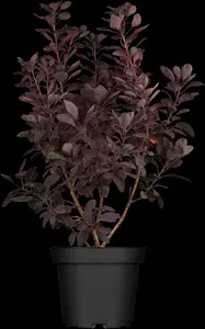 Cotinus cog. 'Royal Purple' - 100-125 CM C18 - image 5