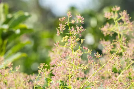 Cotinus cog. 'Ruby Glow' - 25-30 CM C2 - image 2