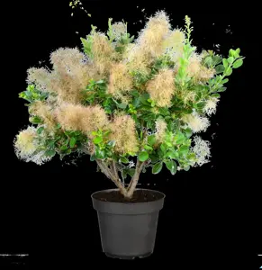 Cotinus cog. 'Young Lady' - 30-40 CM C3 - image 2