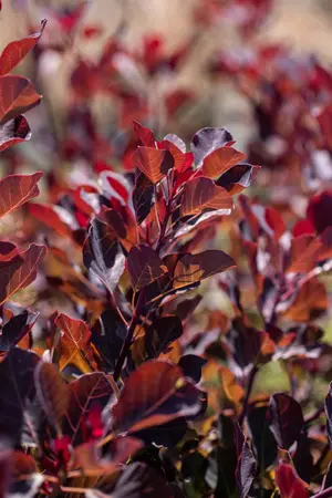 Cotinus cogg. 'Dusky Maiden' - 40-60 CM C4 - image 5