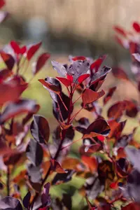 Cotinus cogg. 'Dusky Maiden' - 30-40 CM C4.5 - image 3