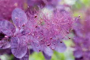 Cotinus cogg. 'Dusky Maiden' - 30-40 CM C2 - image 5
